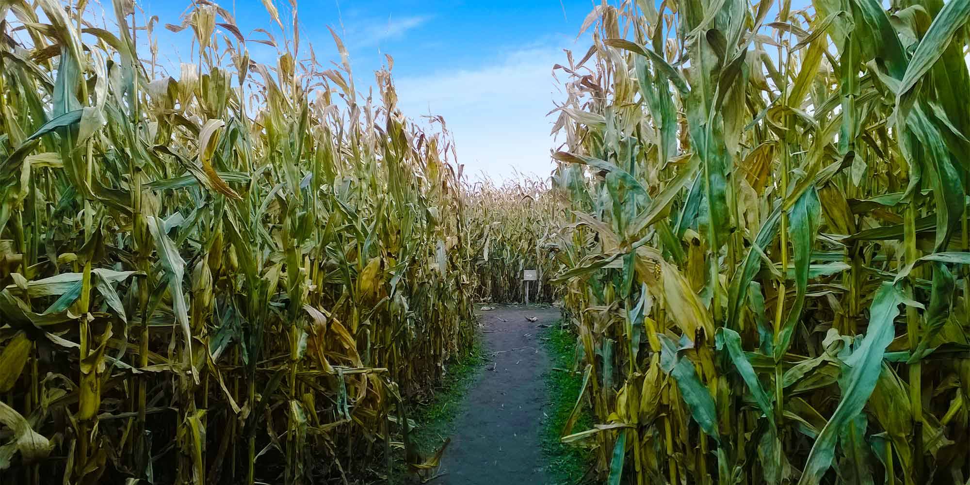 Explore our HUGE corn maze at Piney Acres Farm in Fortville, Indiana