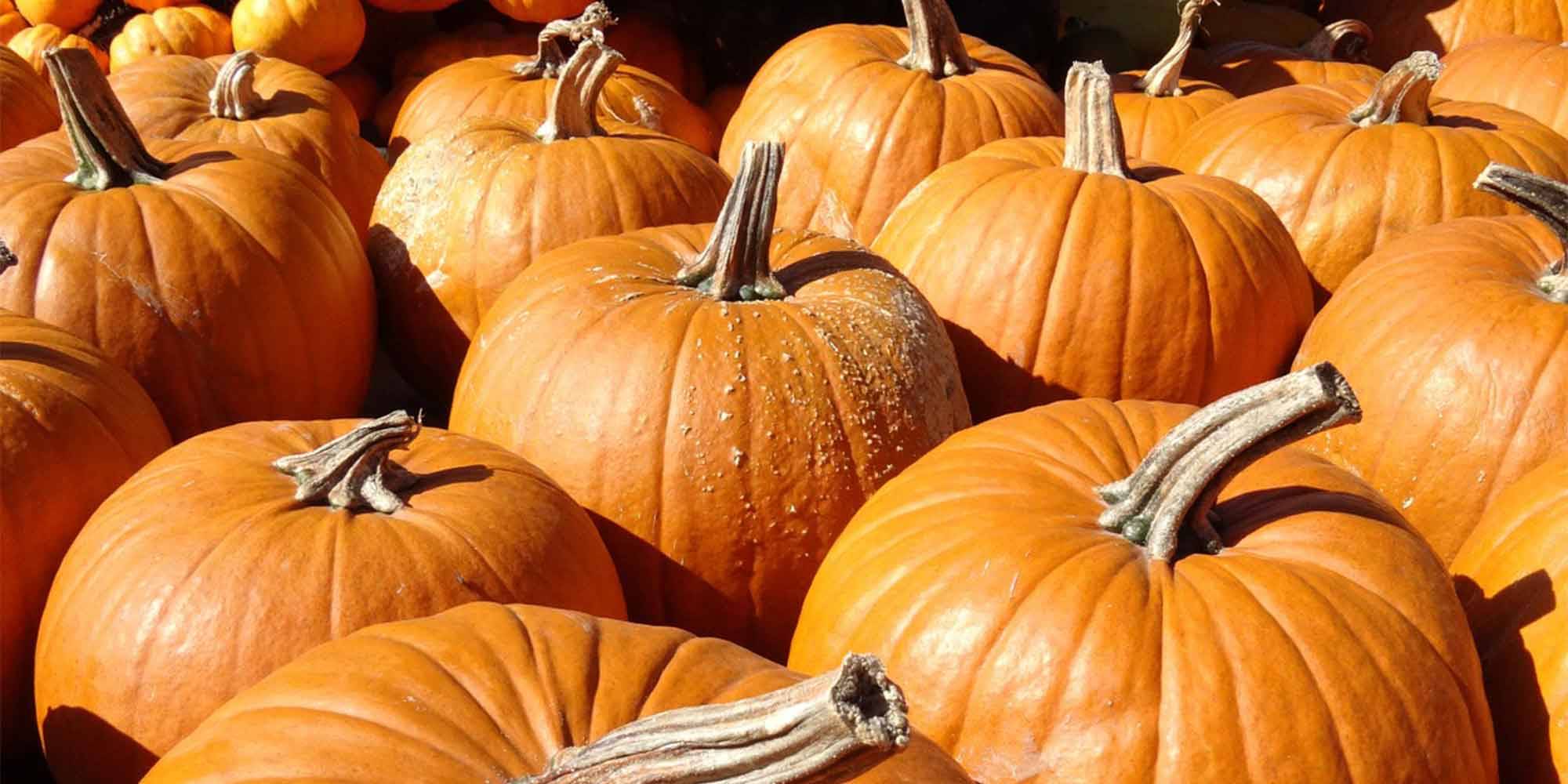 Pick-Your-Own Pumpkins in Our U-Pick Pumpkin Patch this fall in Fortville, Indiana