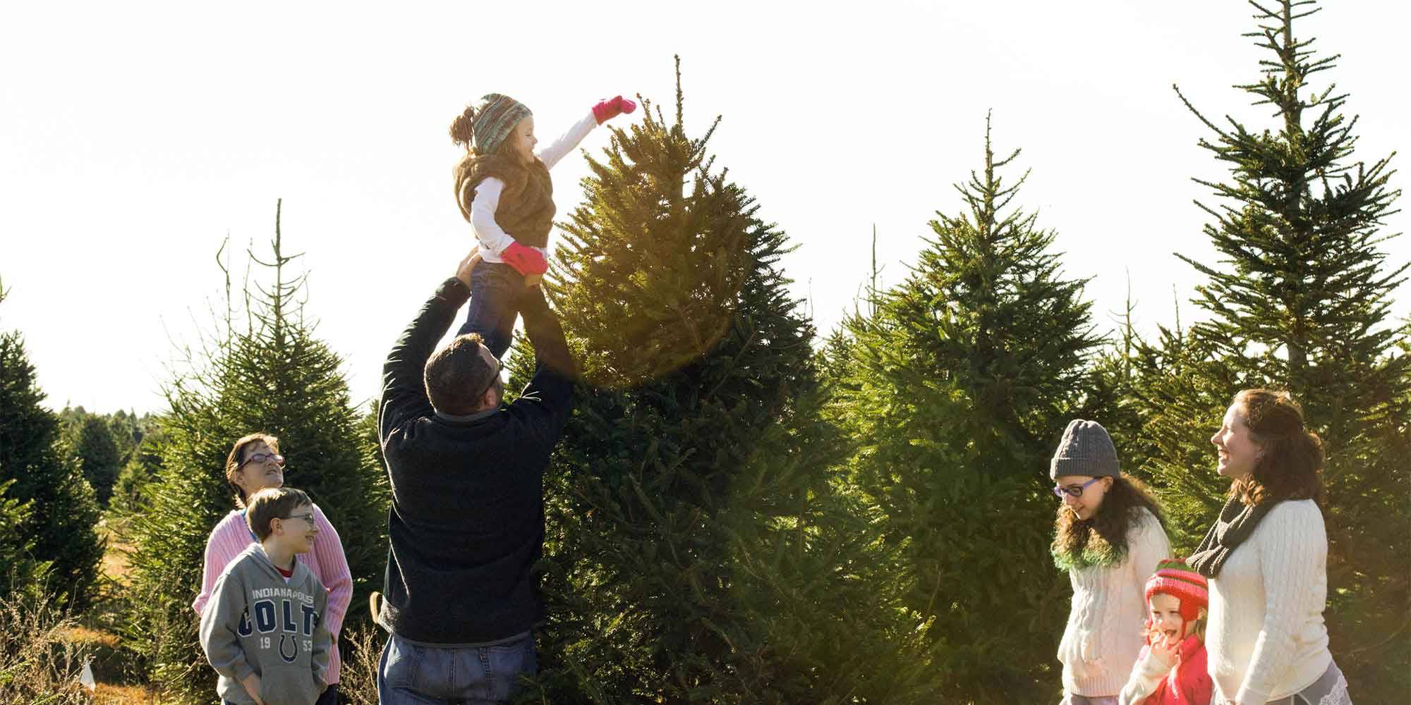Choose & Cut Christmas Trees at Piney Acres in Fortville, IN