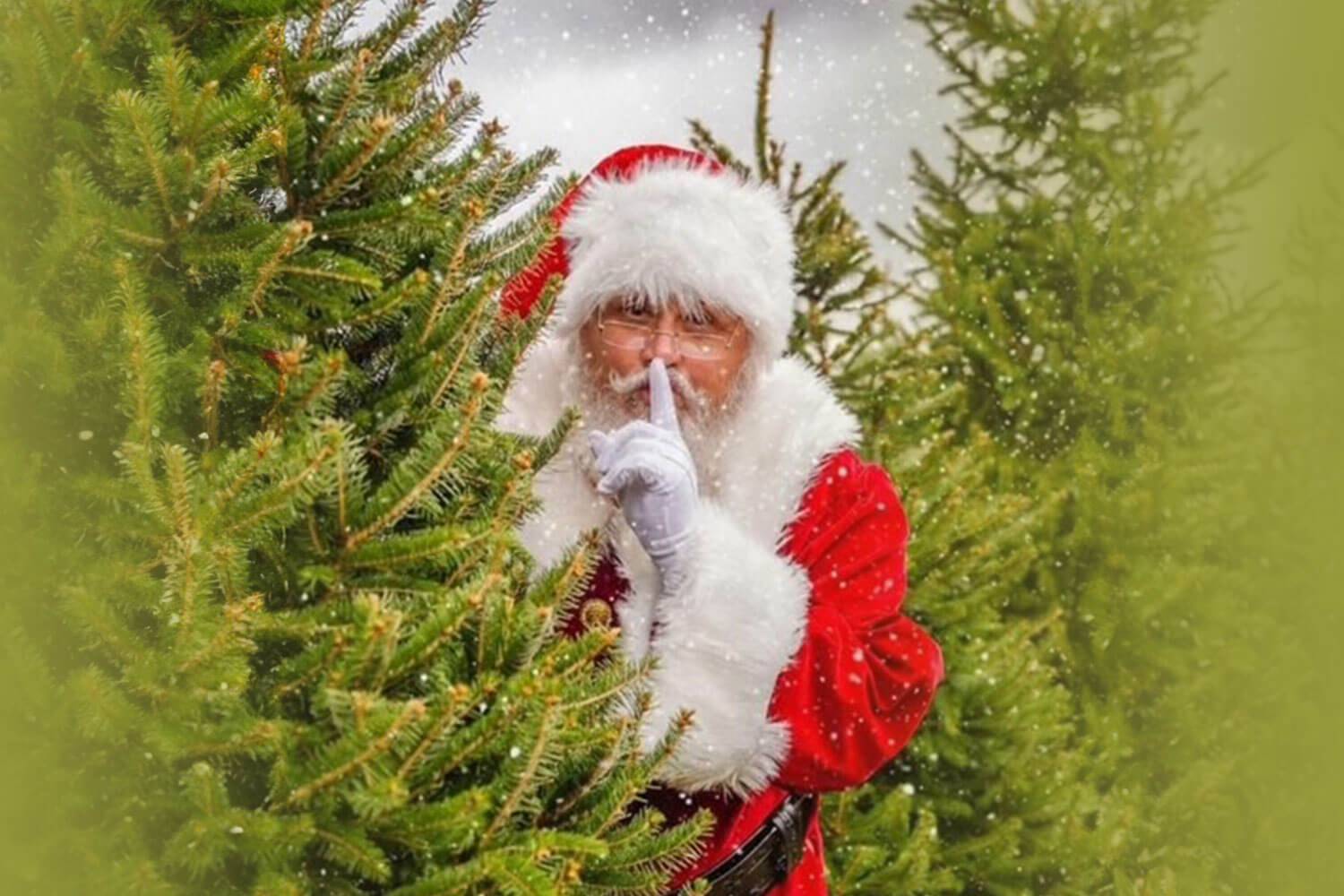 Choose & Cut Christmas Trees at Piney Acres in Fortville, IN