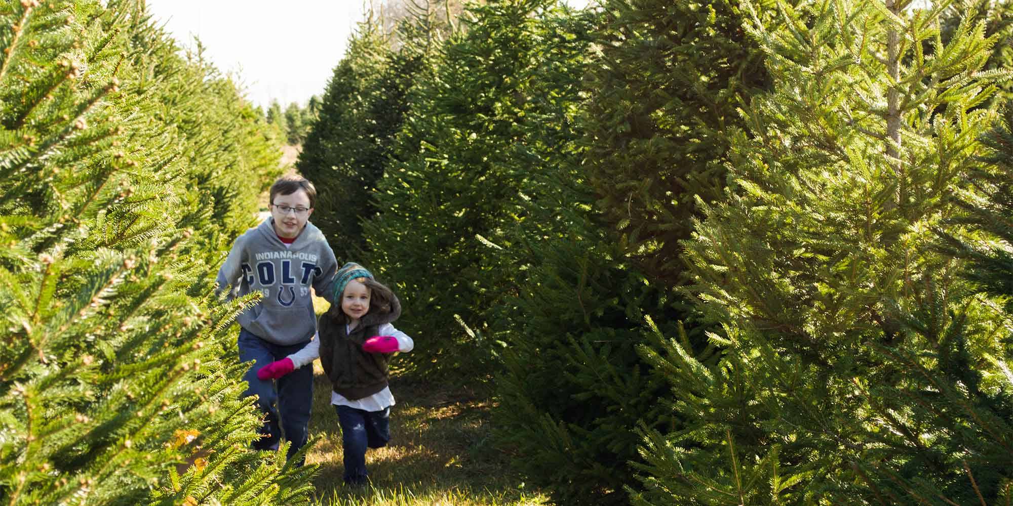 Choose & Cut Christmas Trees at Piney Acres in Fortville, IN