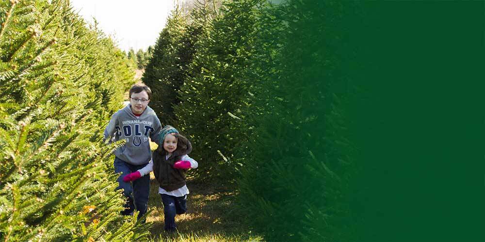 Choose & Cut Christmas Trees at Piney Acres in Fortville, IN